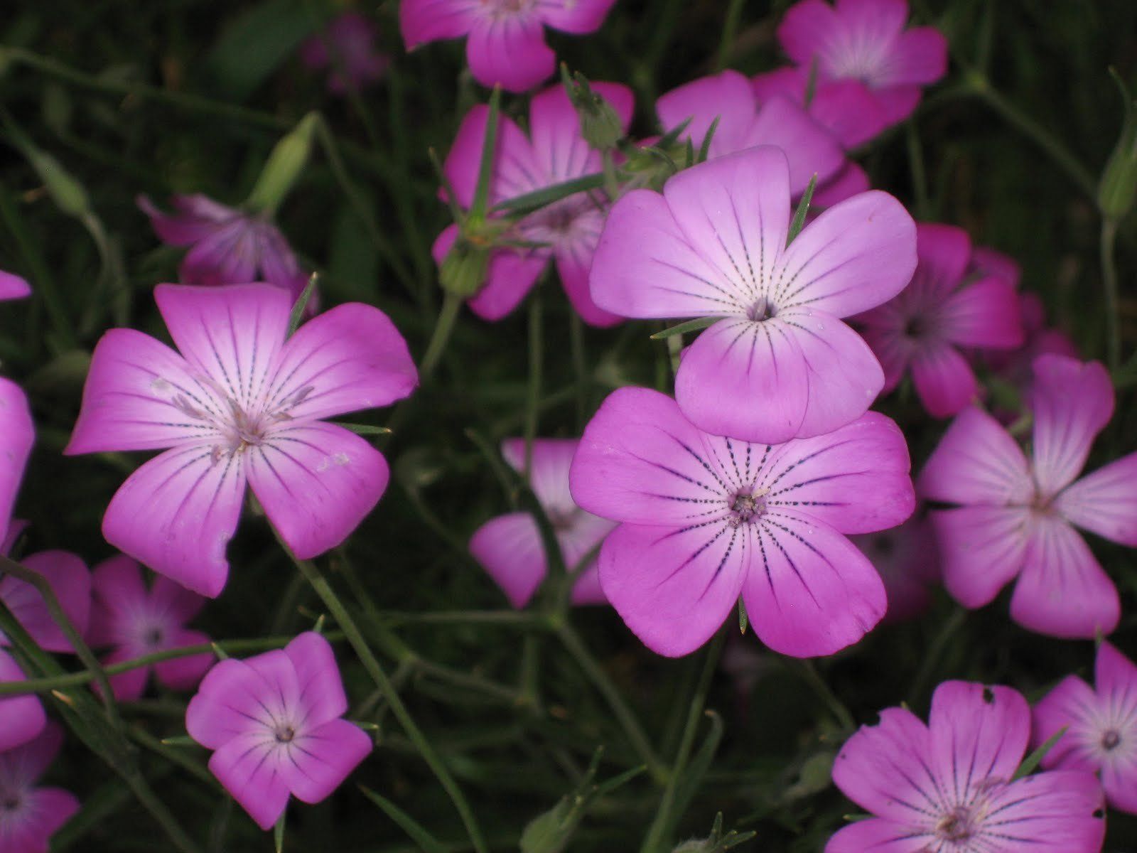 Какие растения с розового тона цветками можно выращивать в комнате: названия, описание, фото